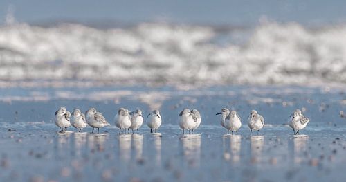 Drieteenstrandlopers op het strand