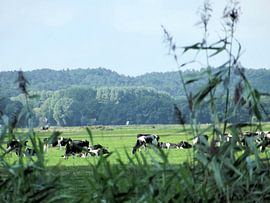 Kijken tussen het riet door naar de grazende koeien. by Il se