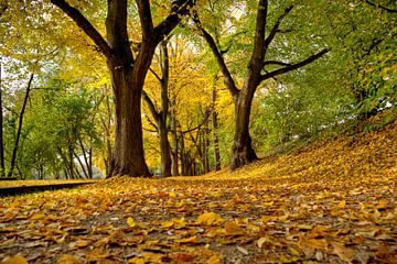 Herfst in Regensburg - Inselpark Oberer Wöhrd van Roith Fotografie