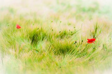 Zwei leuchtende Mohnblumen im frischen Gras von ahafineartimages