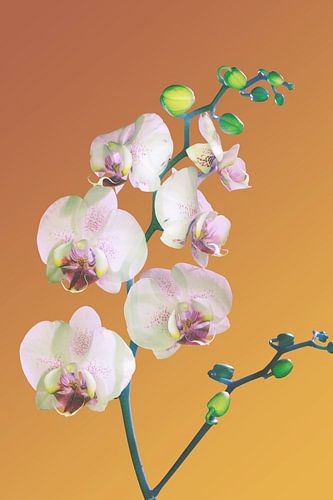 Orchidee_bloemen van Marije Engelsman