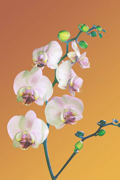 Orchidee_bloemen by Marije Engelsman