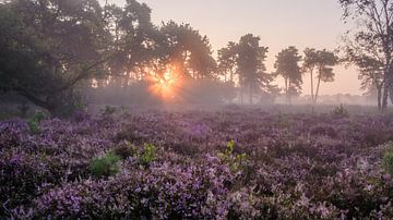 Purple heather at sunrise by Rene Wolf