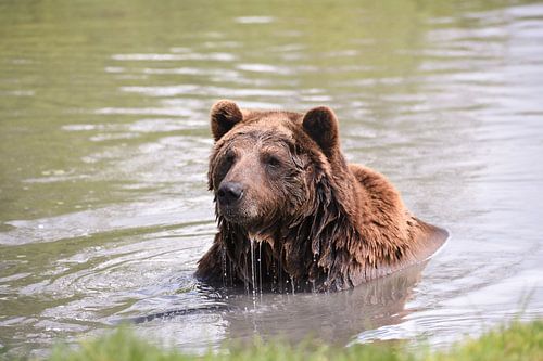 Grizzly the bear plays with water