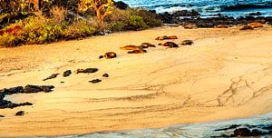 Zeeleeuwen op de Galapagos