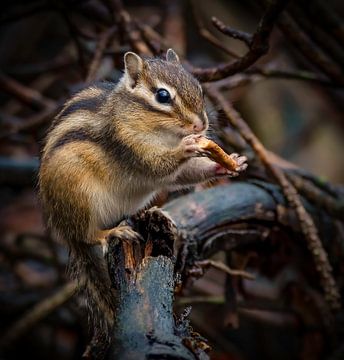 Ground squirrel by Marjolein van Middelkoop