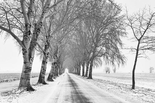 Laan met bomen in winters landschap