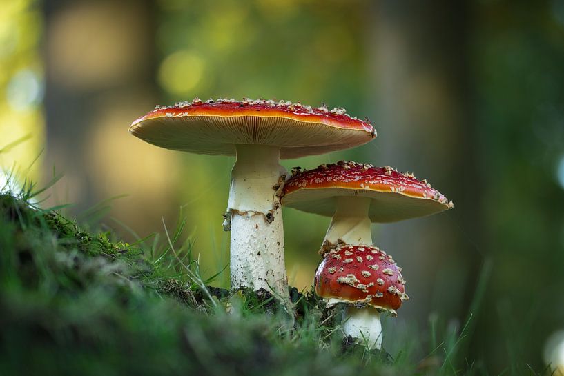 The Toadstool family by Stephan Krabbendam