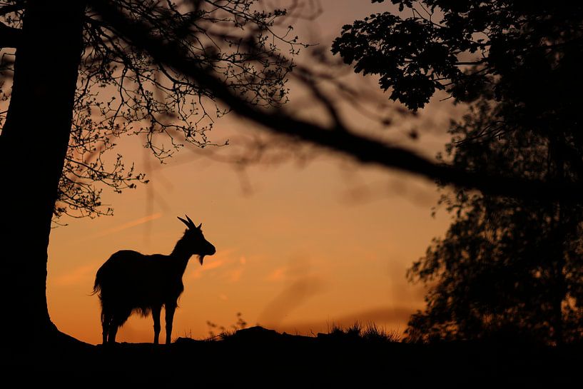 Goat at sunset by Daniëlle Eibrink Jansen