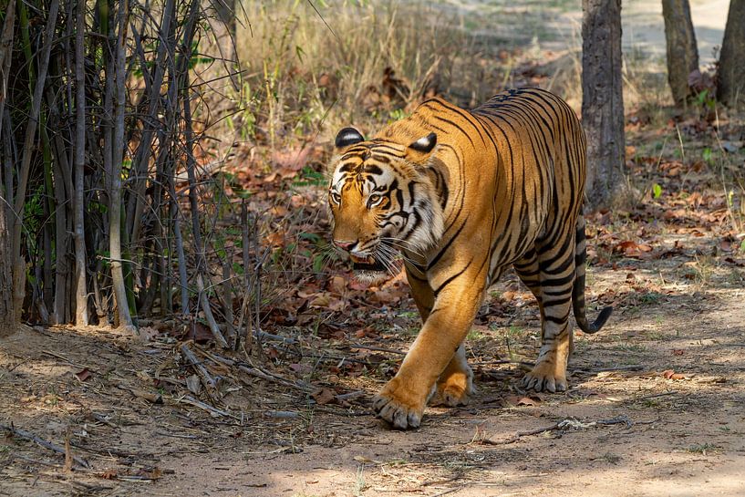 Der Indische Tiger von Roland Brack