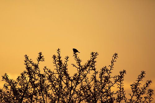 Silhouet van een vogel
