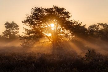 Foggy sunrise