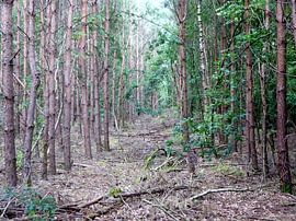 Naaldbos von richard de bruyn