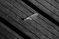 Helikoptertje op planken van een brug in zwart-wit van Anne van de Beek thumbnail