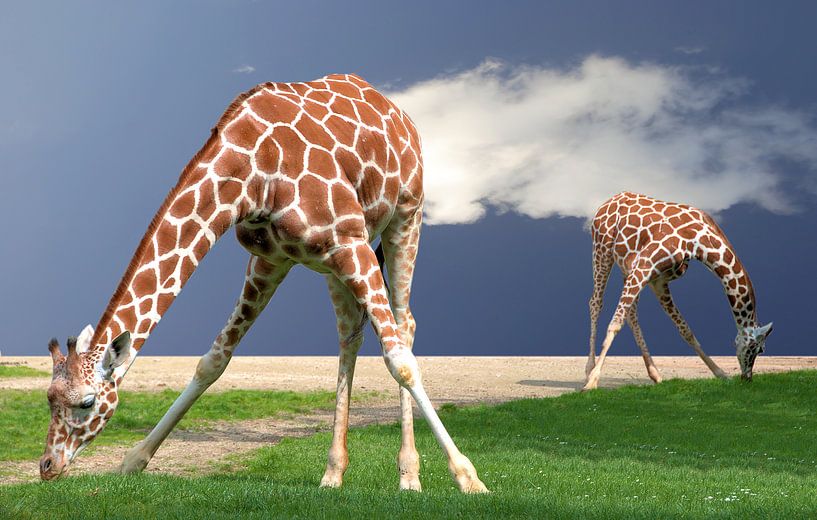 yoga de la girafe par Artstudio1622