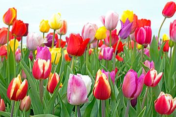 Champ de tulipes colorées