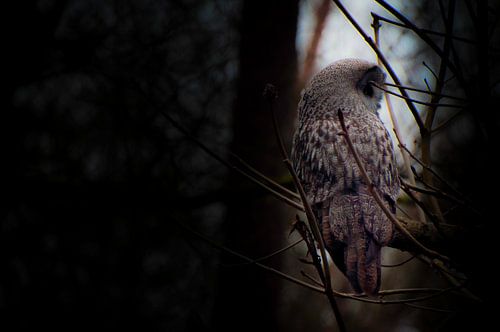 Le hibou sous les projecteurs