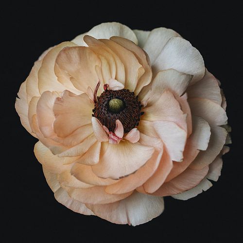 Ranunculus by Karin Bakker Fotografie