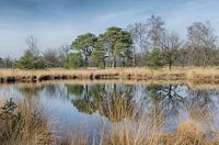 Spiegeling in de natuur