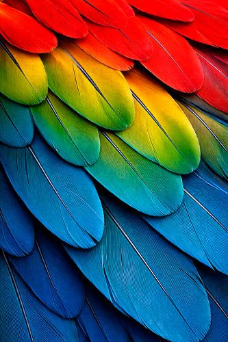Plumes chatoyantes aux couleurs de l'arc-en-ciel