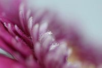 pink beauty