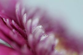 rosa Schönheit von sandra veenman