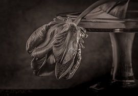 Black tulip. by natascha verbij
