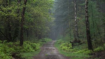 der Frühling ist auf dem Weg von P Leydekkers - van Impelen