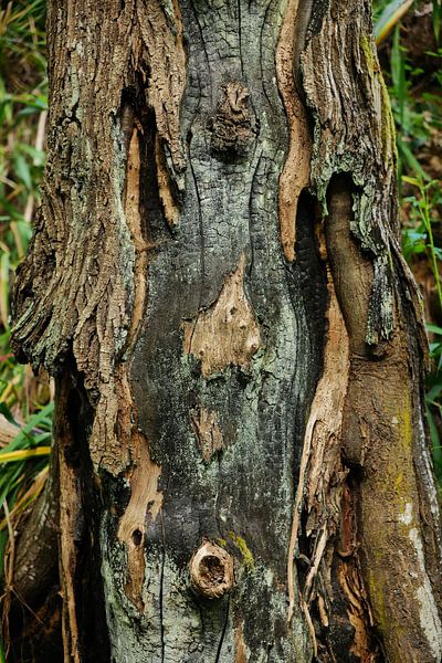 Tree bark by Ingo Laue