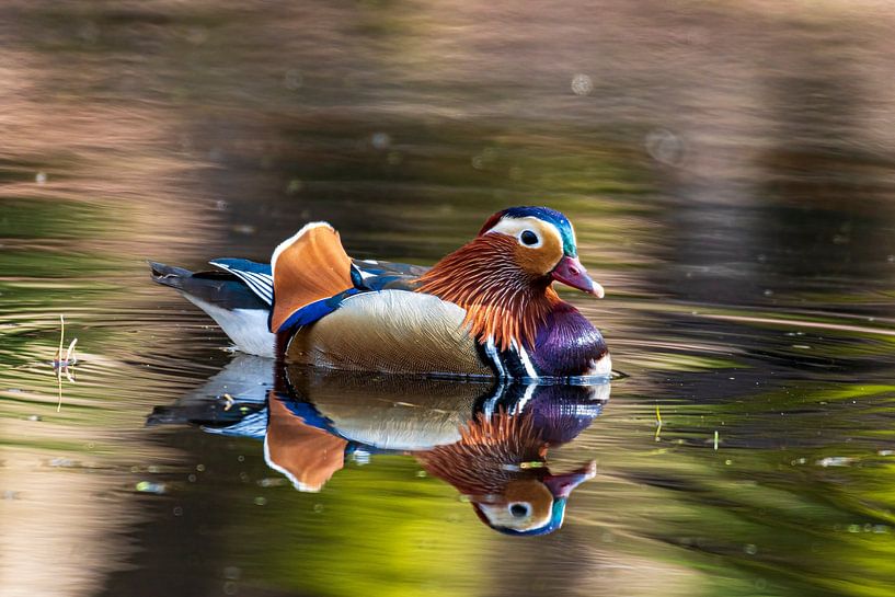 Mandarin duck in a pond in the middle of the Veluwe forest by Merijn Loch