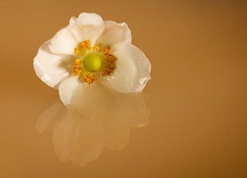 Witte bloem met bruine achtergrond en reflectie van Linda van der Meer