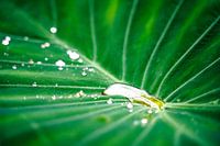 Waterdruppel