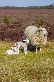 Mother sheep with two lambs on the Drenthe heath by Marc Venema