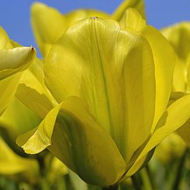 Gelbe Tulpen im Zwiebelanbaugebiet/Niederlande von JTravel