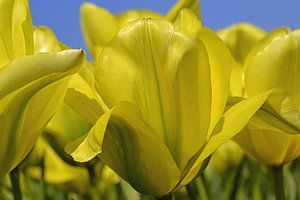 Tulipes jaunes dans la zone de culture des bulbes/les Pays-Bas sur JTravel