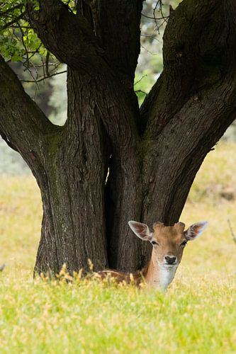 Rusten in de schaduw