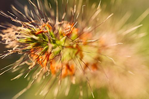 Warmfarbige Makroaufnahme einer Blume