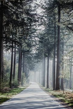 Forest in the Netherlands van shanine Roosingh