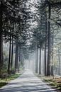 Forest in the Netherlands van shanine Roosingh thumbnail