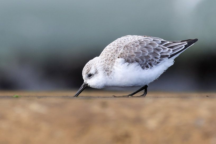 Foraging sanderling by Simon Lubbers