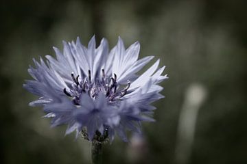 Dans la nature 3 sur de buurtfotograaf Leontien