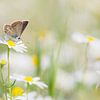 Happy times. Foto van een vlinder (bruinblauwtje) tussen de vrolijke Kamille. van Birgitte Bergman