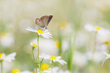 Happy times. Foto van een vlinder (bruinblauwtje) tussen de vrolijke Kamille.