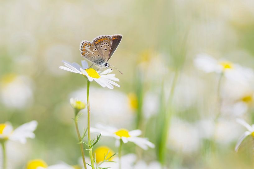 Happy times. Photo of a butterfly (brown argus) among the cheerful Chamomile. by Birgitte Bergman