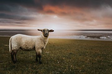 Coucher de soleil avec un mouton sur Fabian Elsing