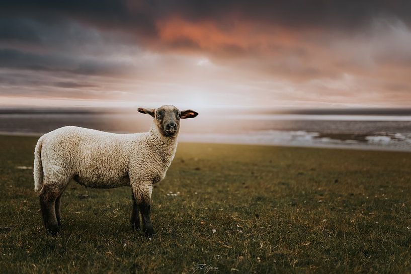 Sunset with sheep by Fabian Elsing