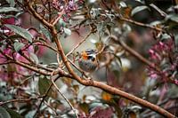 Kolibri auf Tere-Zweig mit schillerndem Federmuster