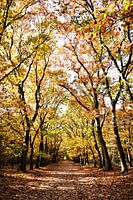 Herfst in Volle glorie