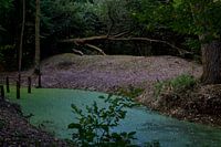 colourful forest