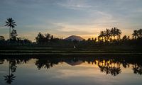 Reflection of a sunrise in a rice field in Bali by Ellis Peeters thumbnail